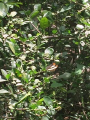 Adelpha basiloides