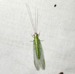 Chrysopodes collaris