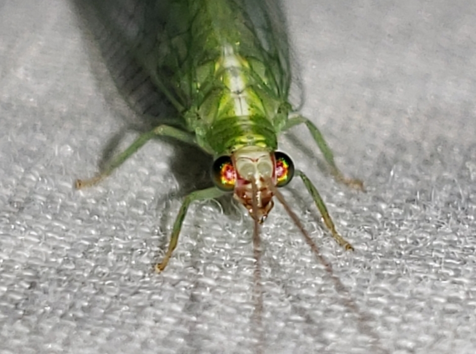 Chrysopodes collaris