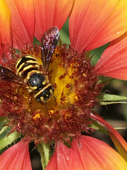 Dianthidium