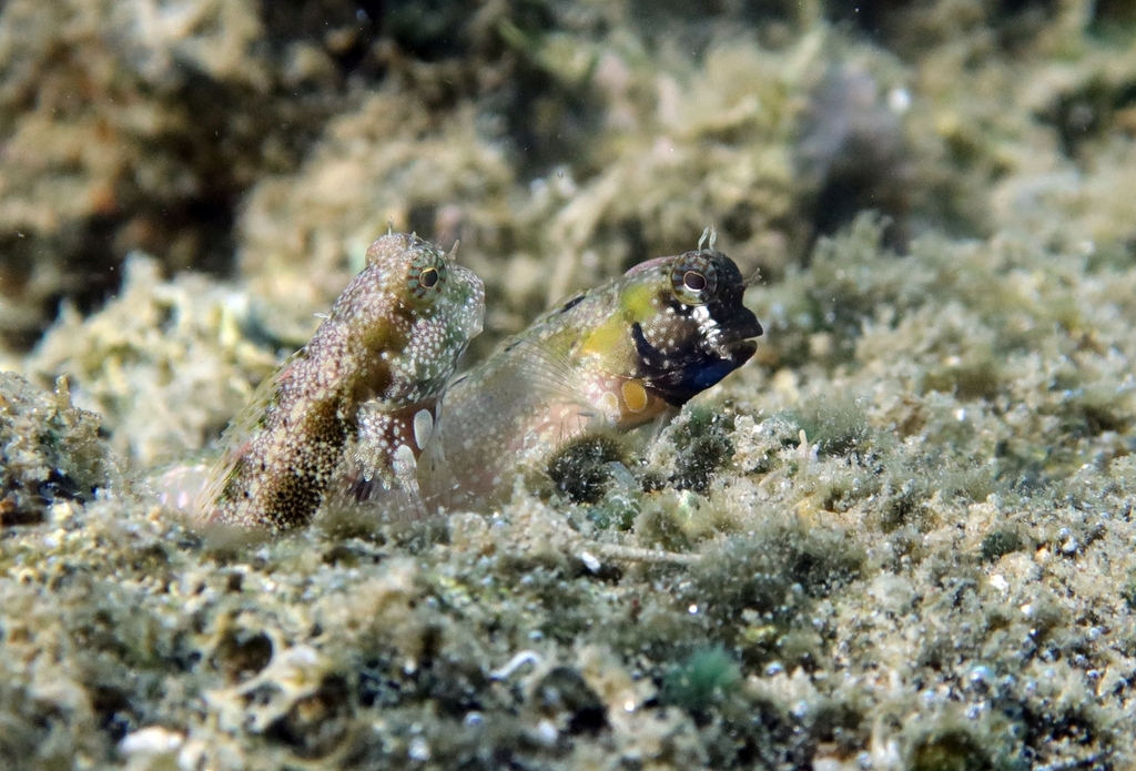 Blue-Spot Blenny