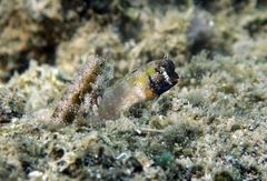 Blue-Spot Blenny photo 1