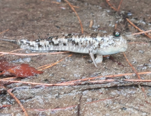 ミナミトビハゼ