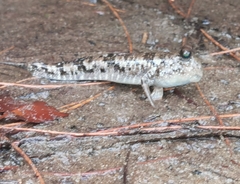 ミナミトビハゼ