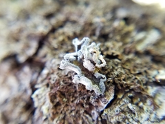 Erioderma sorediatum