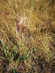 Allium praescissum
