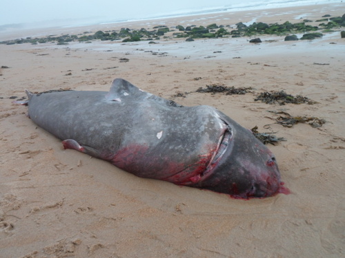 Greenland shark (Somniosus microcephalus) — Somniosidae — 2