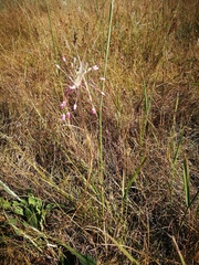 Allium praescissum