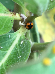 Hyperaspis connectens