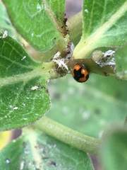 Hyperaspis connectens