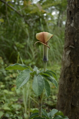 Arisaema tortuosum