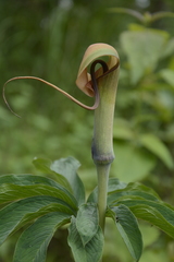Arisaema tortuosum