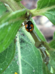 Hyperaspis connectens