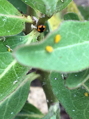 Hyperaspis connectens