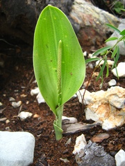 Malaxis macrostachya