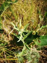 Centaurea trichocephala