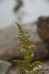 Artemisia parviflora