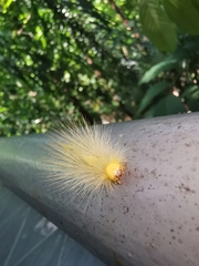 Calliteara horsfieldii