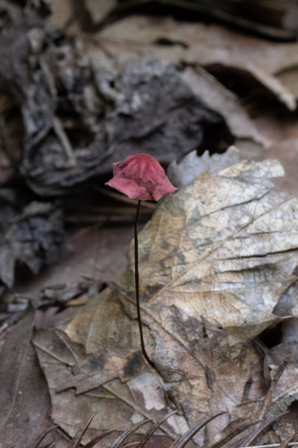 Marasmius pulcherripes