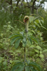 Arisaema tortuosum