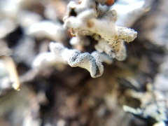 Erioderma sorediatum