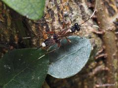 Goryphina