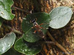 Goryphina