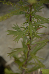 Artemisia parviflora