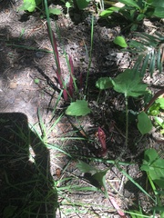 Corallorhiza maculata