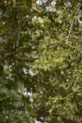 Bauhinia racemosa