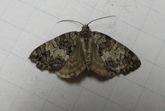 Hydriomena renunciata