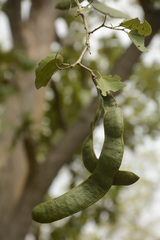 Bauhinia racemosa