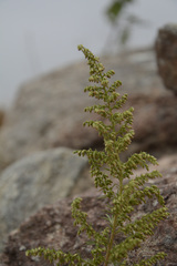 Artemisia parviflora