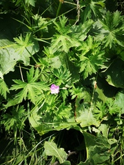 Geranium collinum