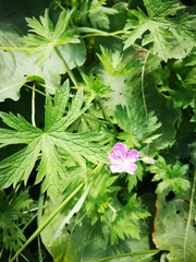 Geranium collinum
