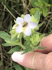 Polemonium foliosissimum