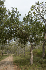 Bauhinia racemosa