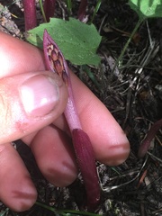 Corallorhiza maculata