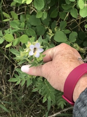 Polemonium foliosissimum