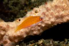 Paine's Flasher Wrasse photo 2