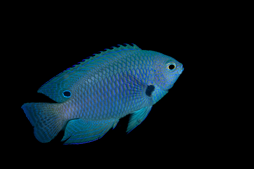 Pomacentrus nagasakiensis