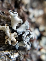 Erioderma sorediatum