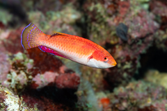 Tono's Wrasse photo 5