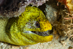 Palenose Moray photo 1