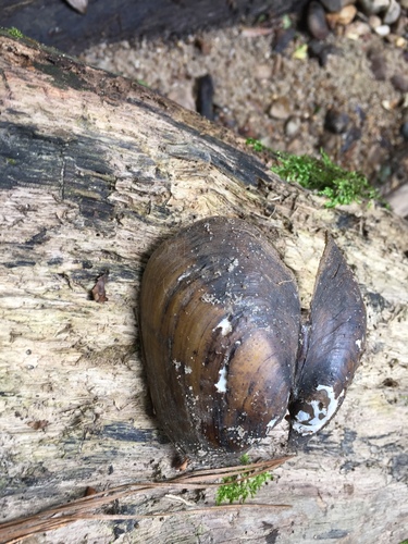 Lampsilis straminea