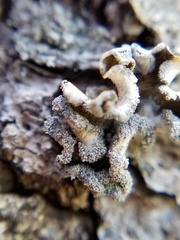 Erioderma sorediatum