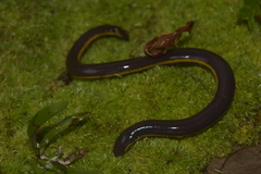 Elongated Caecilian photo 1