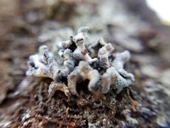 Erioderma sorediatum