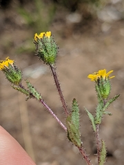 Layia hieracioides