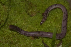 Elongated Caecilian photo 2